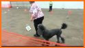 UKC Rally Dog Obedience related image