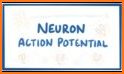 Action Potentials related image