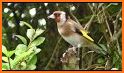 European Goldfinch Bird related image