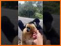 Funny Talking Monkey related image