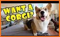 Corgi VPN related image