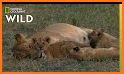 Lion Safe related image