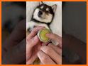 ASMR Pet Salon related image