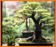 Inner Garden: Japanese Garden related image