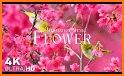 Flowers Spring & Summer Watch related image