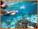 Cayman Snorkel related image