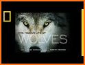 Secrets of the Wolf related image