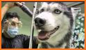 Husky Puppy Spa Salon related image