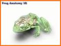 Visual Anatomy 3D - Frog related image