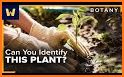 PlantID - Plant Identification related image