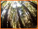 Muir Woods National Monument related image