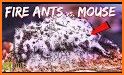 Ant Colony related image