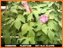 PlantCam: Plant Identification related image