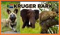 Wild About Kruger Park related image