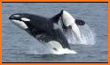 Dolphins and orcas wallpaper related image