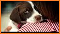 All Dog Breed Profiles related image