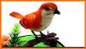 Bird Calls, Sounds & Ringtones related image