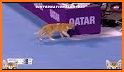 Cat Tennis Champion related image