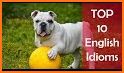 Idioms And Phrases - Daily Idiom, Widget, Quiz related image