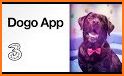 Zigzag Puppy Training App related image