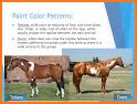 Horse Scanner – Horse Breed Identification related image