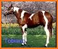 Horse Coat Colors Quiz related image