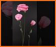 Pink Rose Flowers Theme related image