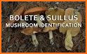 Mushroom ID - Mushroom identifier free related image