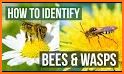 Wild Bee ID related image