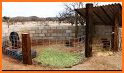 Pig Pens related image