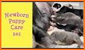 Dog Birth Newborn Puppy Care related image