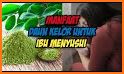 tips simpel manfaat daun kelor untuk kesehatan ibu related image