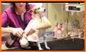 Care Animal Hospital Temecula related image