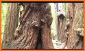 Muir Woods National Monument related image