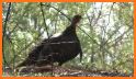 Turkey Hunting Calls related image