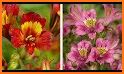 Alstroemeria related image