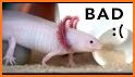 Axolotl related image