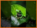 Cute Frog Green Themes related image