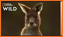 Kangaroo related image