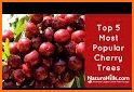 Bing Cherry related image