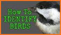 Bird Identifier - Picture Bird related image