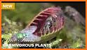 Venus Flytrap related image