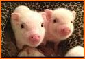 Funny Infant Pig Escape - JRK related image