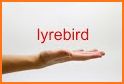 Lyrebird: Learn ENGLISH related image