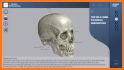 3D Skull Atlas related image