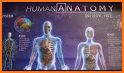 Popar Human Anatomy related image