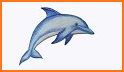 Drawing Coloring Dolphin related image