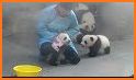 Baby Panda's Dream Job related image