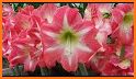 Amaryllis 2021 related image