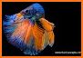 Betta Fish Live Wallpaper FREE related image